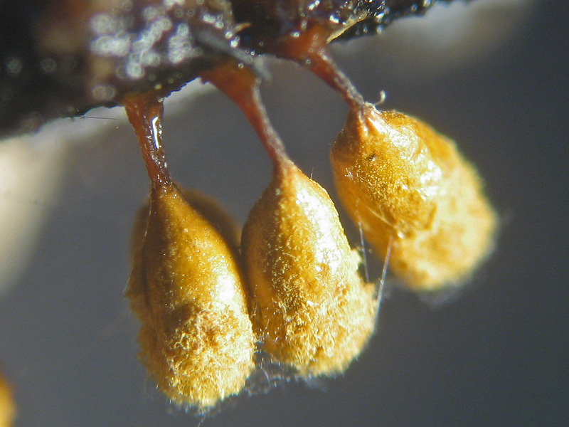 Hemitrichia sp.